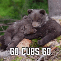 Chicago Cubs Sport GIF by Sealed With A GIF