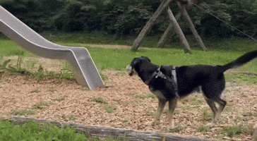 Dog GIF
