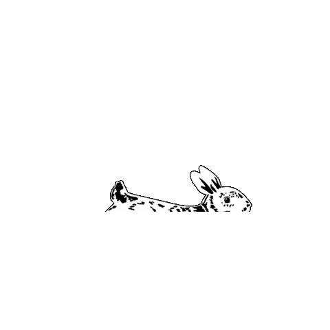 The White Rabbit Coffee House Sticker