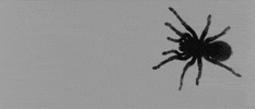 black and white spider GIF