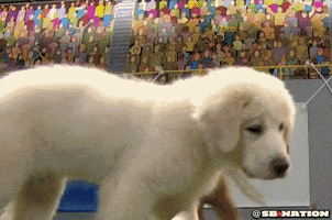pup GIF by SB Nation