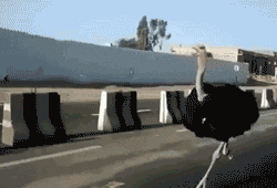 run ostrich GIF