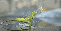 water lizards GIF