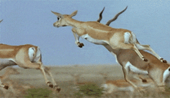 jump deers GIF
