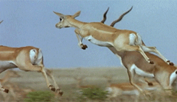 Image result for gazelle gif
