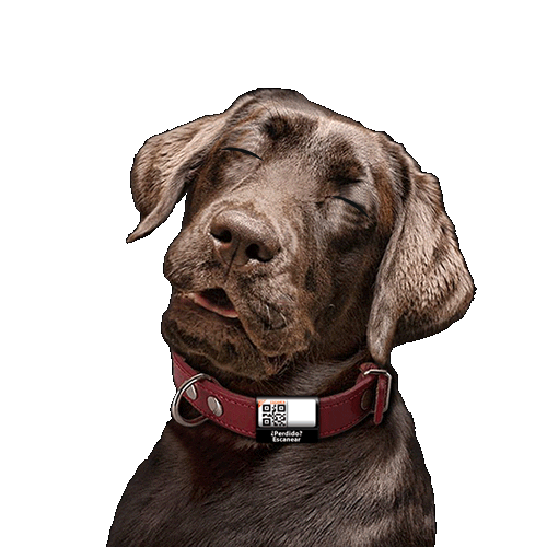 Golden Retriever Dogs Sticker by TengoQR