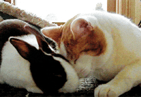cat love GIF