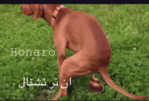 ان تر نشنال GIF