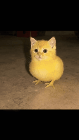 Cat GIF