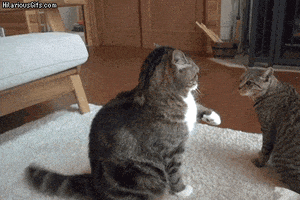 Cats Leaping GIF