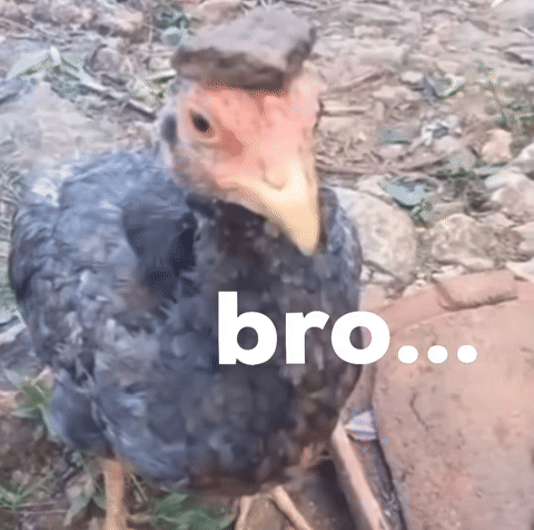 Chicken GIF