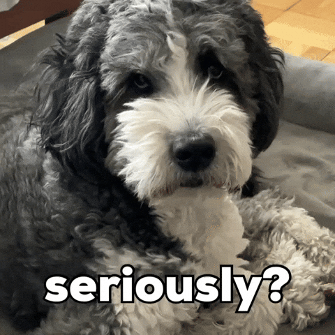 Sassy Dog Seriously GIF
