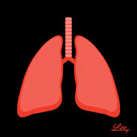 Lungs GIFs - Get the best GIF on GIPHY Lungs GIFs - Get the best GIF on GIPHY