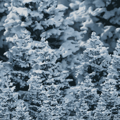 Snow Covered Loop GIF by Pi-Slices