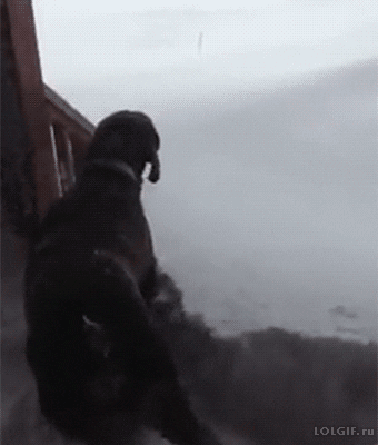Video gif. A dog carefully walks to the snow covered edge of outdoor steps. He jumps away from the steps and disappears into the deep white of the snow.  
