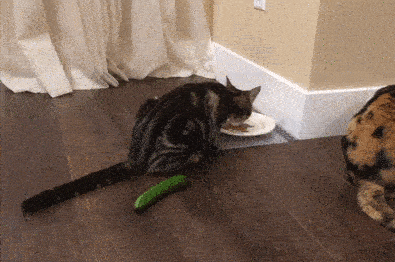 Scared Cat Gif 3