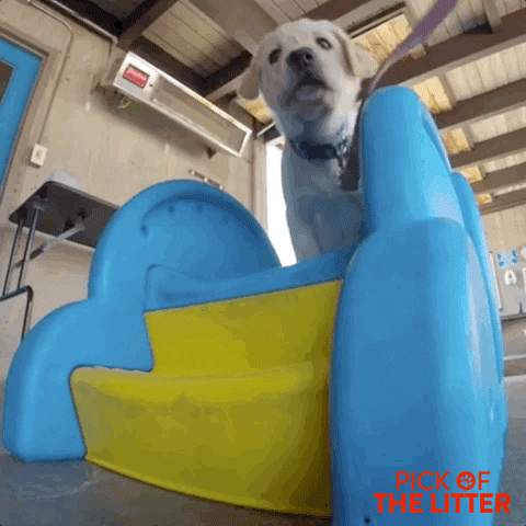 puppy falling GIF by Signature Entertainment