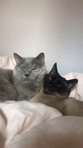 Momo Catses GIF by dan 