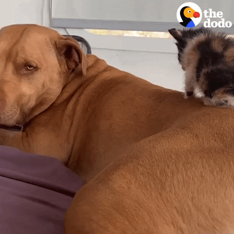 Dog Cats GIF by The Dodo