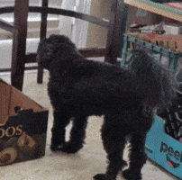 Casper GIF