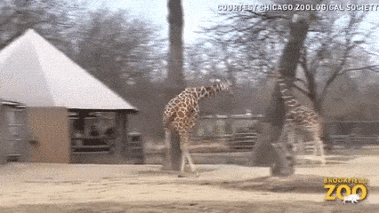 giraffe