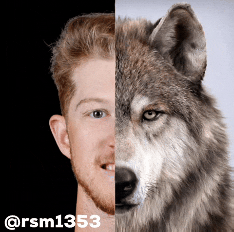 Calgary Flames Wolf GIF