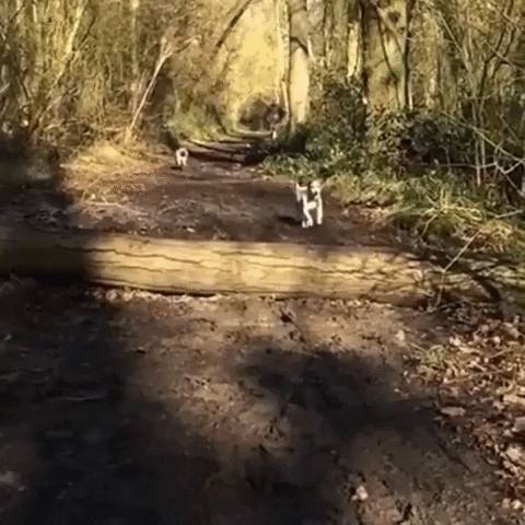 Dog Fail GIF by JustViral.Net