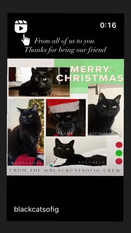 Black Cats GIF