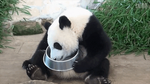 動物gif パンダ クマ 今日のgif 動物gif パンダ クマ 今日のgif