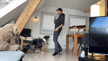 Clever Doggy Shows Complete Trust GIF by ViralHog
