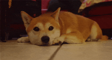 Dog GIF