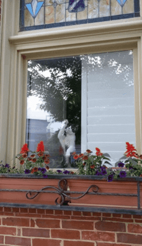 Cat GIF