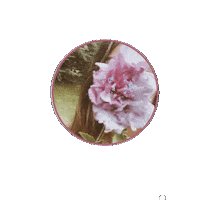 Design Sticker