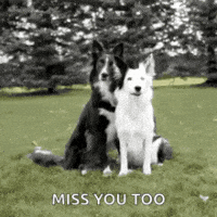 I Miss You Too Gifs Get The Best Gif On Giphy I Miss You Too Gifs Get The Best Gif On Giphy
