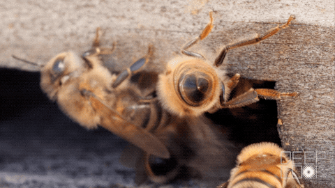 pszczoły miodne GIF firmy PBS Digital Studios