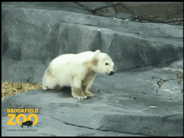 Sneaking Polar Bear GIF by Brookfield Zoo