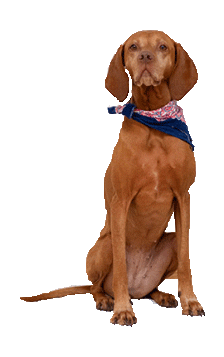 Dog Hund Sticker by jenpix