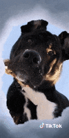 Dog Ciao GIF by TikTok France