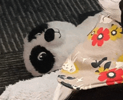 panda zoom GIF