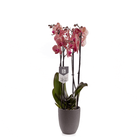 Plant Phalaenopsis GIF by Piet Vijverberg