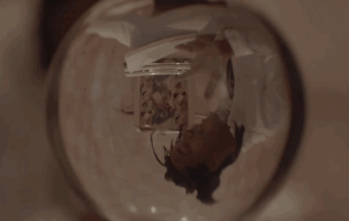 music video dog GIF by Conner Youngblood