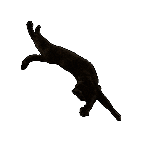 Spiraling Black Cat Sticker by Rod Kim