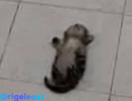 Cat GIF