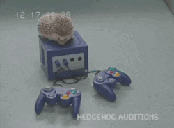 gamecube