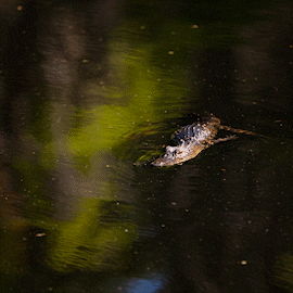 Alligator Uf GIF by University of Florida
