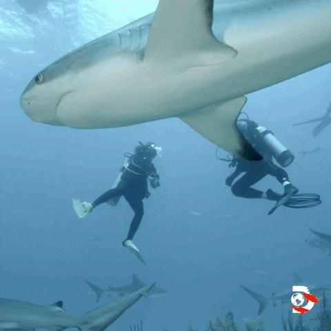 Tiger Shark Swimming GIF by Shark Week