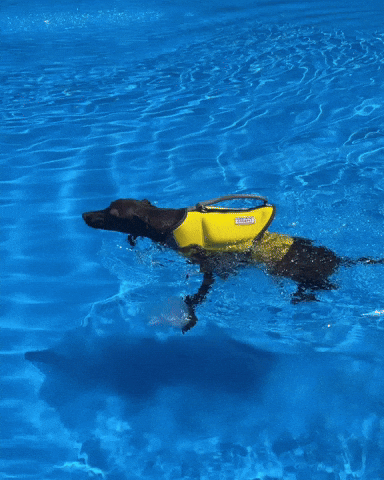 Dog 강아지 GIF