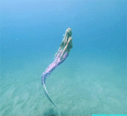 mermaiding meme gif