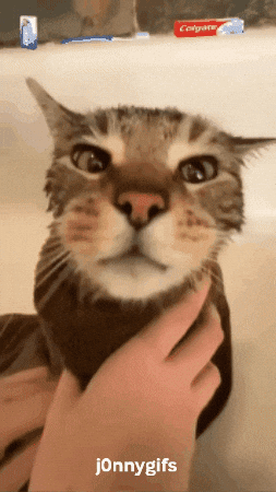 Its Good Cat GIF