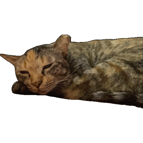 Cat Meow Sticker